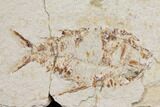 Two Cretaceous Fish (Primigatus) With Fossil Shrimp - Lebanon #147233-3